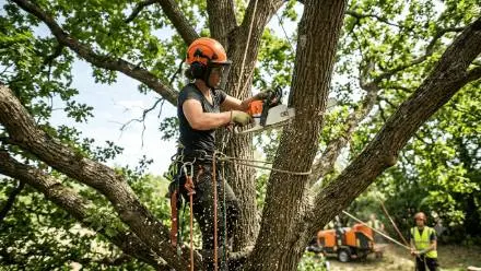 Tree Service
